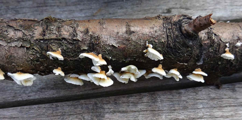 Plicatura crispa Plicatura crispa
